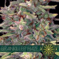 (Bild für) Brainkiller Haze fem