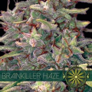 (Bild für) Brainkiller Haze fem