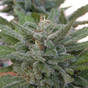 (Bild für) Brooklyn Mango female