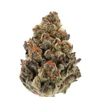 (Bild für) Bruce Banner Auto fem