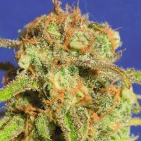 (Bild für) Bruce Banner #3 Auto