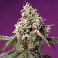 (Bild für) Bruce Banner Auto fem