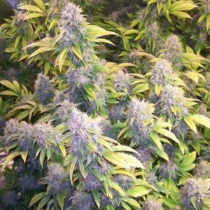 (Bild für) Bruce Banner 5 fem