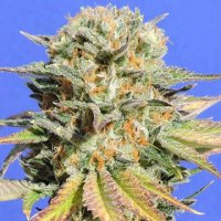 (Bild für) Bruce Banner #3