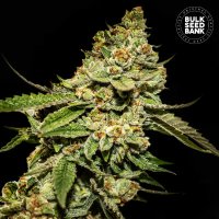 (Bild für) Bruce Banner #5