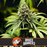 (Bild für) Bruce Banner #3 feminized