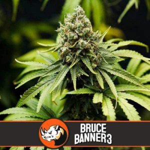 (Bild für) Bruce Banner #3 feminized
