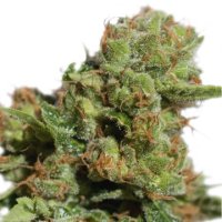 (Bild für) Bruce Lemon Diesel Auto