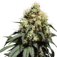 (Bild für) Bruce Lemon Diesel
