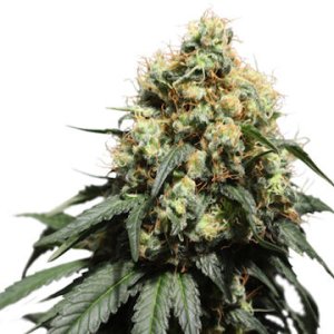 (Bild für) Bruce Lemon Diesel