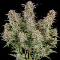 (Bild für) Bruce Banner Auto fem