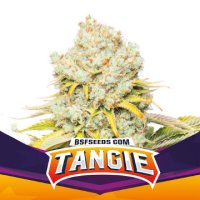 (Bild für) BSF Tangie