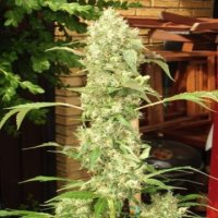 (Bild für) Bub-Kush