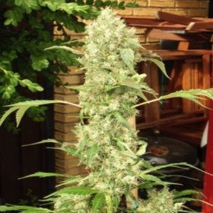 (Bild für) Bub-Kush