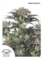 (Bild für) Bubba Island Kush