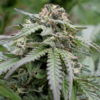 (Bild für) Bubba Kush Autoflower fem