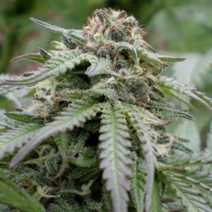 (Bild für) Bubba Kush Autoflower fem