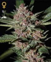 (Bild für) Bubba Kush female