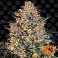 (Bild für) Bubba Kush