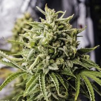 (Bild für) Bubba Kush