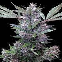 (Bild für) Bubba Kush x PCK