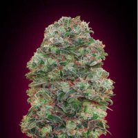 (Bild für) Bubble Gum fem