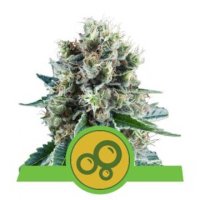 (Bild für) Bubble Kush Auto feminized