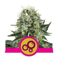 (Bild für) Bubble Kush feminized