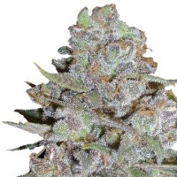 (Bild für) Bubblegum x Fat HOG fem