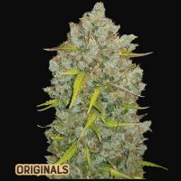 (Bild für) Bubblegum Auto fem