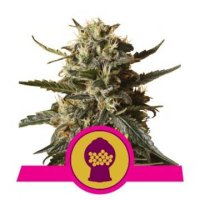 (Bild für) Bubblegum XL feminized