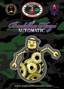 (Bild für) Buddha Haze Automatic fem