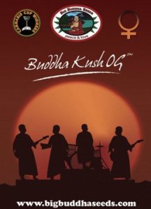 (Bild für) Buddha Kush OG fem