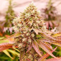 (Bild für) Burger Kush