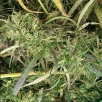 (Bild für) Burma Myanmar Sativa