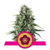 (Bild für) Power Flower feminized