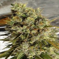 (Bild für) C5 Haze x Kali China
