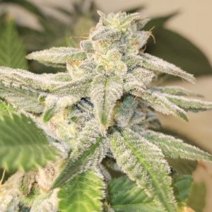 (Bild für) C99 F2 aka Cinderella 99 F2