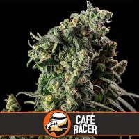 (Bild für) Cafe Racer feminized
