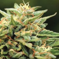 (Bild für) Cali Sour Diesel