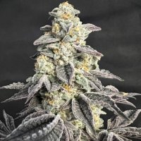 (Bild für) Cali Tsunami