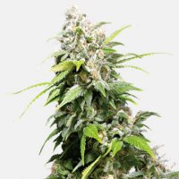 (Bild für) California Indica