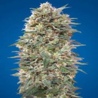 (Bild für) California Kush fem