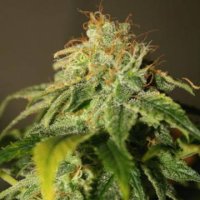 (Bild für) California Orange Bud