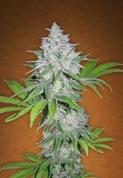(Bild für) Californian Snow Auto fem