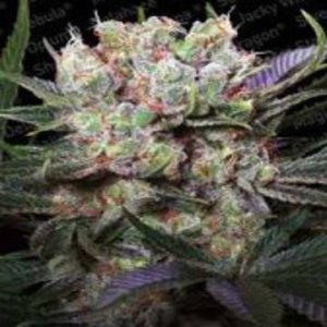 (Bild für) Californian Gold fem