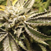 (Bild für) Canadian Kush fem
