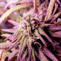 (Bild für) Candy Girl CBD feminisiert