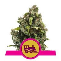 (Bild für) Candy Kush Express feminized