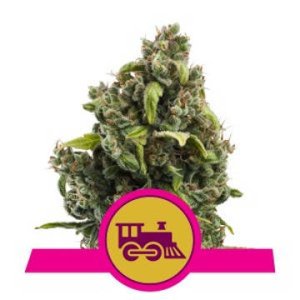 (Bild für) Candy Kush Express feminized